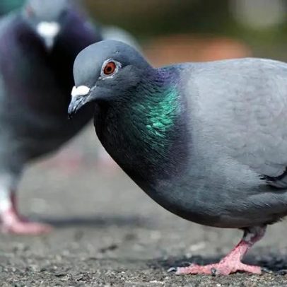 Estudo aponta que pombos percebem o campo magnético da Terra pelos ouvidos