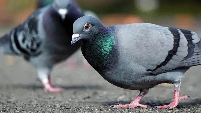 Estudo aponta que pombos percebem o campo magnético da Terra pelos ouvidos