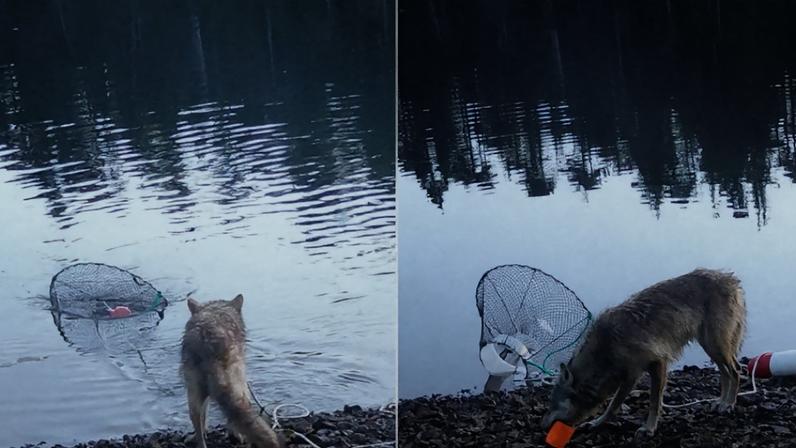 (Artelle et al. / Ecology and Evolution, 2025/Reprodução)