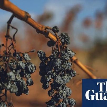 Vinicultores franceses lutam pela sobrevivência em meio a negociações de crise