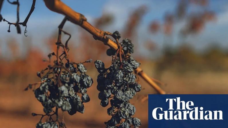 The president of France’s independent winemakers’ syndicate said urgent action was needed to save up to a fifth of winegrowers.