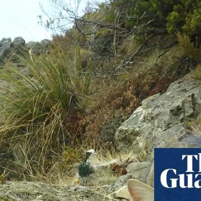 Nova Zelândia planeja erradicar gatos ferais até 2050