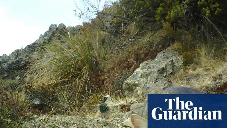 The New Zealand government says adding feral cats to the Predator-Free 2050 target species list will fill a glaring hole in the current plan.