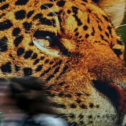 Mongabay Fellows compartilham suas Cartas para o Futuro