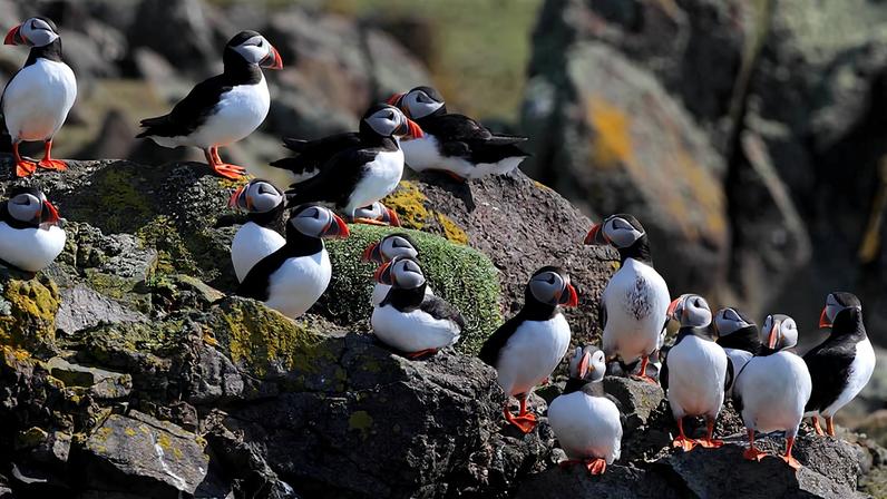 Puffins near their breeding burrows near Dunfermline, Scotland.
