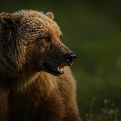 Ataque de urso pardo fere gravemente quatro em excursão escolar no Canadá