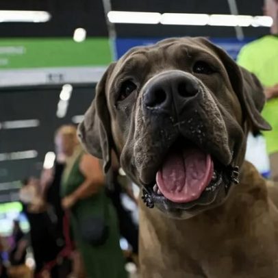 STF invalida lei do Rio que obrigava transporte de animais de apoio em voos