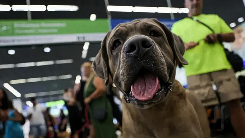 STF decide invalidar lei do Rio que obrigava transporte gratuito de animais em voos. (Foto: Fabio Pozzebom / Agência Brasil)