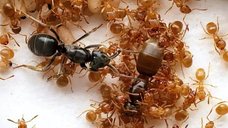 Formigas parasitas tomam o controle ao virar operárias contra a rainha