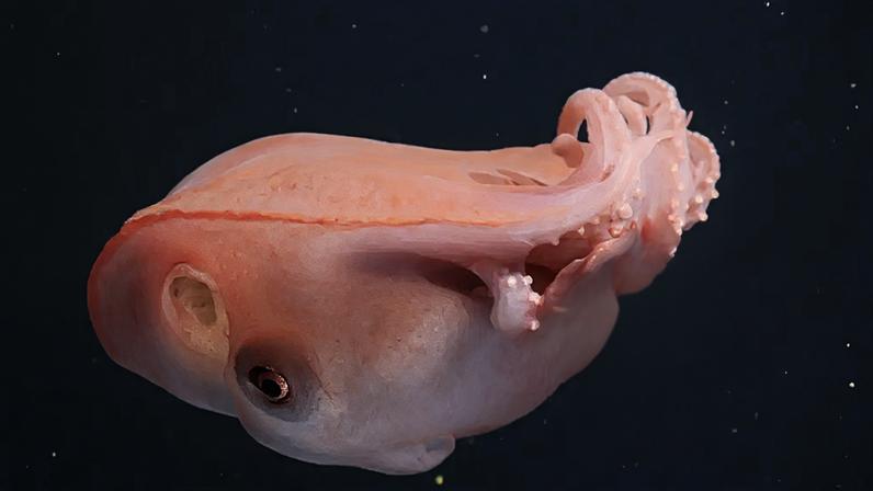 (MBARI (Monterey Bay Aquarium Research Institute)/Reprodução)
