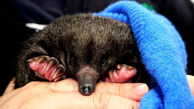 Two baby echidnas have found themselves in expert care after being accidentally unearthed during building works in Victoria, Australia. The orphaned puggles, as the young are called, were disturbed when two separate burrows were uncovered – one by an excavator clearing a paddock and the other beneath a concrete slab. Staff at Healesville sanctuary say the discovery of two puggles at once is rare, reflecting how easily wildlife can be affected by renovations. One of the youngsters is being cared for by a volunteer wildlife carer, and the other is being nurtured until its spines have developed