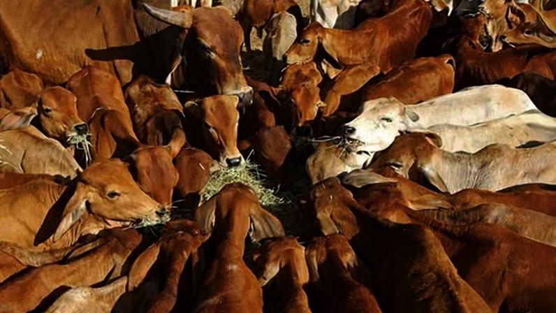 Australian beef sold to China will be hit with a new 55% tariff.