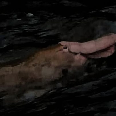 Platypus rosa é avistado em Gippsland, notícia curiosa, mas sem exageros