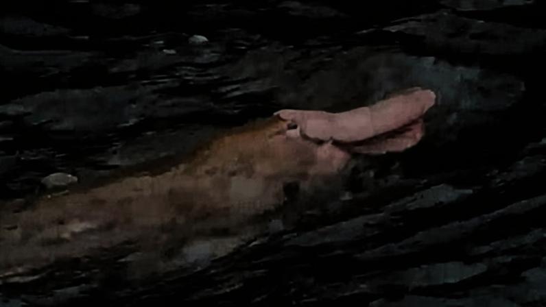 Platypus rosa é avistado em Gippsland, notícia curiosa, mas sem exageros