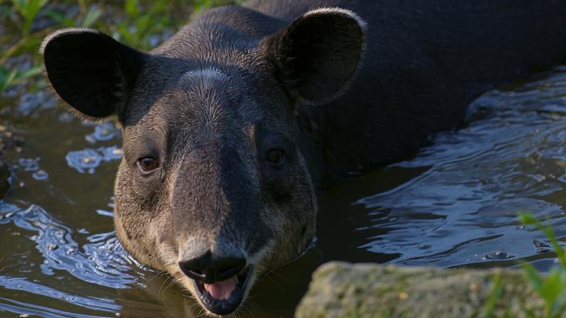 A baird’s tapir goes for dip. Image by Bernard Dupont via Wikimedia Commons (CC BY-SA 2.0).