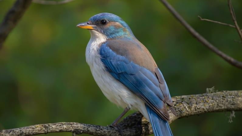 Scrub jay. Image by Becky Matsubara via Wikimedia Commons (CC BY 2.0).