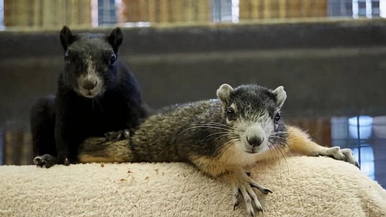 A pair of Big Cypress fox squirrels.