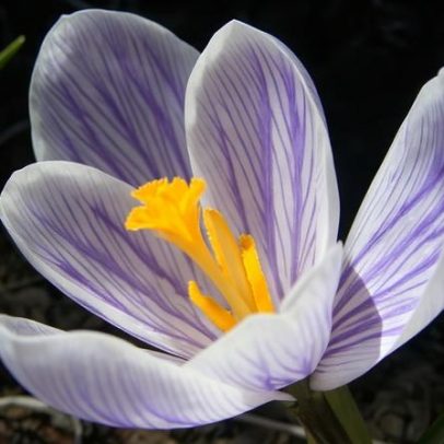 Açafrão na Argélia: cultivo do ouro vermelho em entrevista com Keltouma Adouane