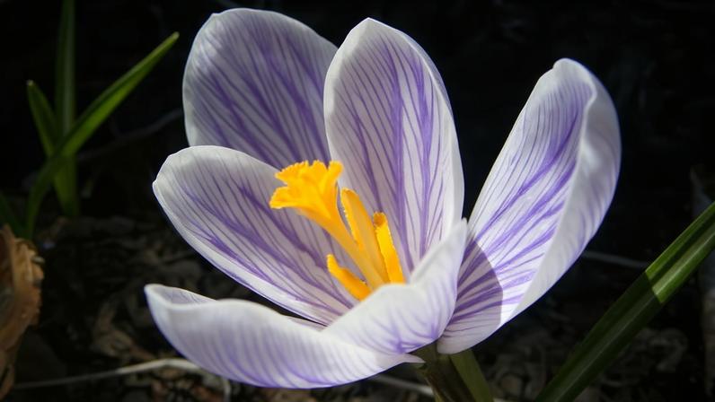 Banner image: A saffron crocus (Crocus sativus). Image by Nick Perla via Flickr (CC BY-ND 2.0)