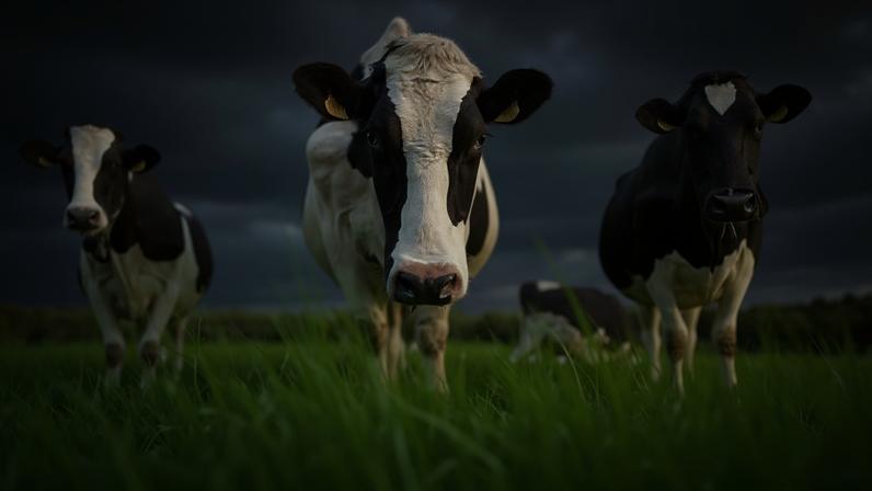 Dairy cattle in France.