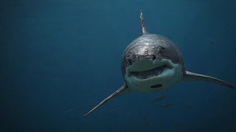 Getty Images A great white shark moves towards the camera through clear, blue water. A shoal of small fish surround the large predator and its rows of pointed teeth are clearly visible