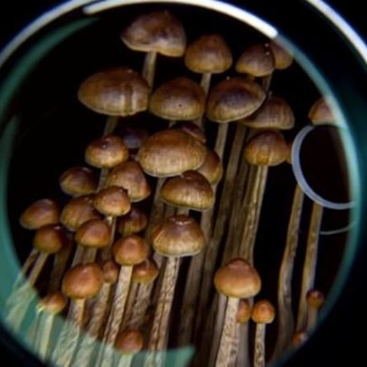 A evasão cresce e o experimento de cogumelo mágico de Oregon perde o rumo