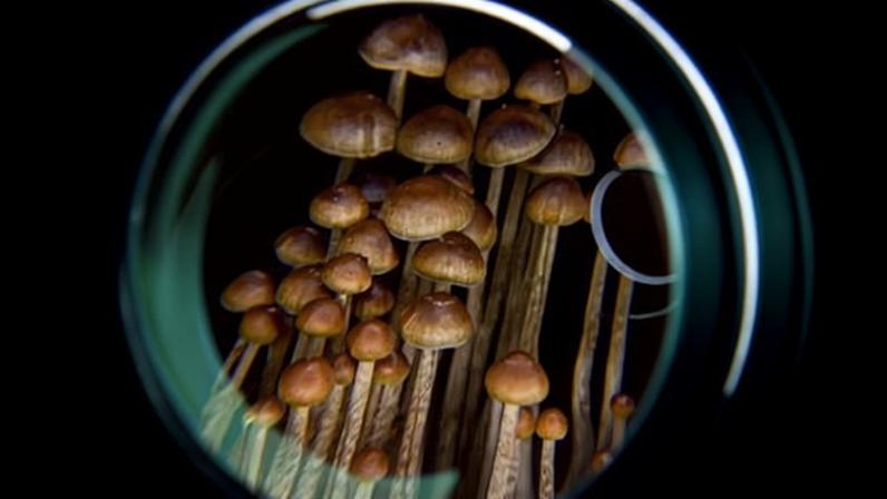 In 2020, Oregon made history by becoming the first US state to legalize the use of psilocybin in a supervised setting, paving the way for magic mushrooms to treat mental health challenges. But five years later, the pioneering industry is grappling with growing pains.
