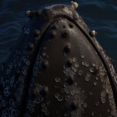 Cracas em baleias revelam pistas sobre o fluxo de água nas jubartes