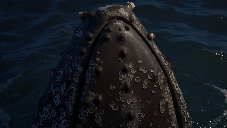 Cracas em baleias revelam pistas sobre o fluxo de água nas jubartes