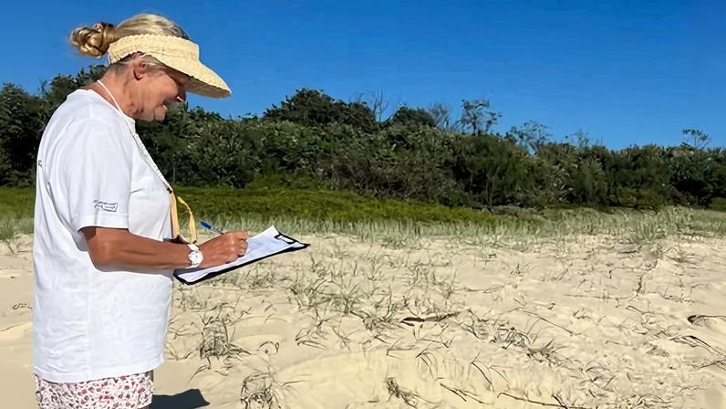 Volunteers have been asked to watch out for turtle nests on NSW beaches.