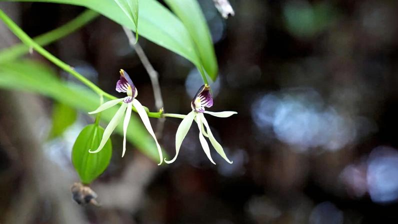 The orchids at Levy Preserve