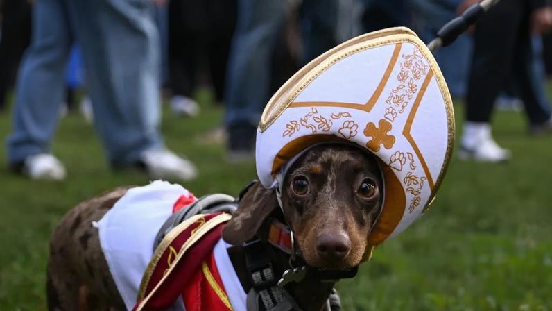 A dachshund sports a mitre at the Christmas Hyde Park sausage dog parade.