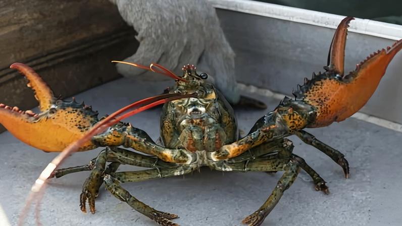 Animal welfare charities recommend stunning lobsters with an electric gun or chilling them in cold air or ice before cooking them.