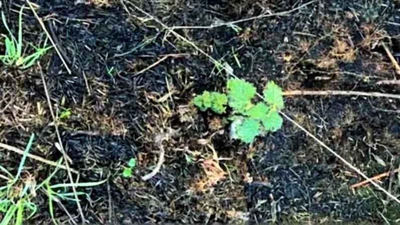 Grass and plants are beginning to regrow on the land damaged by the fire in the summer
