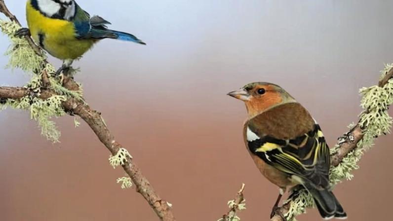 There were higher than average breeding successes for 14 species, including the blue tit and the chaffinch.