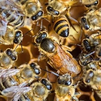 Sete avanços ambientais nos EUA em 2025, apesar de reversões da era Trump