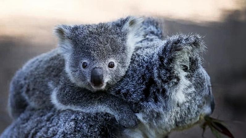 The NSW government’s statewide survey estimates there are 274,000 koalas across the state.