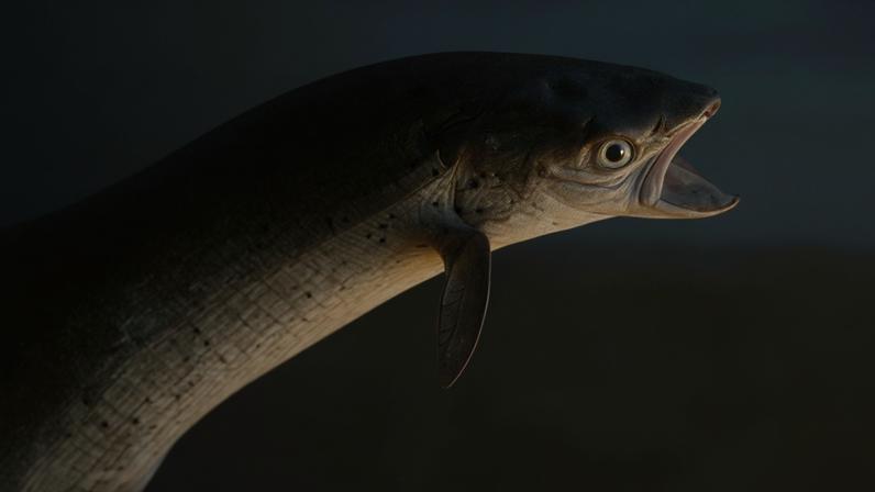 Salmões jovens do Atlântico vistos em três rios ingleses pela primeira vez em dez anos