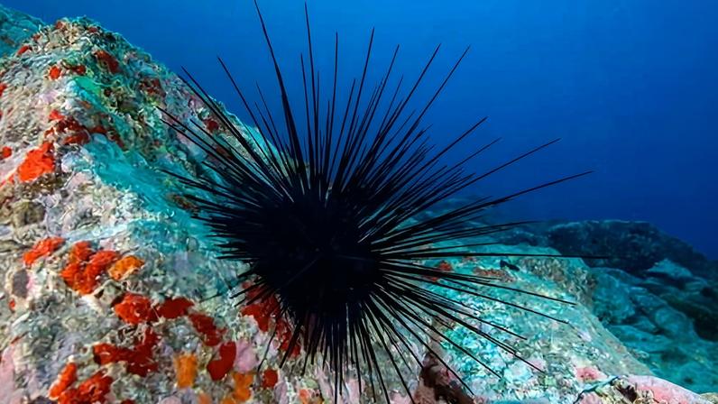 The sea urchin’s spikes defend against predators and provide refuge for smaller creatures.