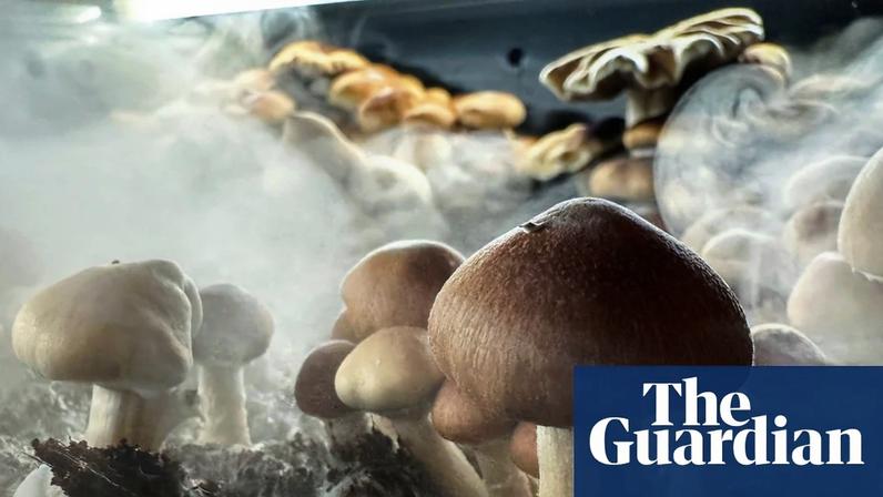 Psilocybin mushrooms. Photograph: John Moore/Getty Images