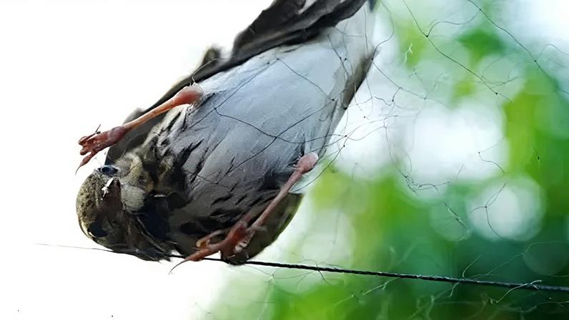 Catching and selling protected songbirds is a profitable business in China