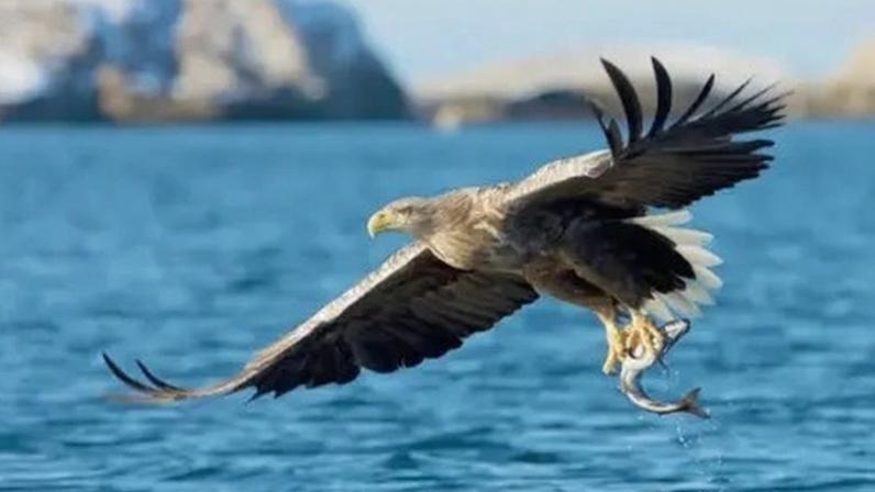 White-tailed eagles were reintroduced to the south coast of England in 2019