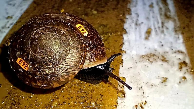 A Campbell’s keeled glass-snail with a number tag. Image courtesy of Junn Kitt Foon.