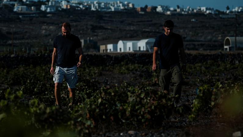 Viticulturist Stratos Guillame Xyrafis (left) with Yiannis Boutaris (right, son of Stellios Boutaris and sixth-generation winemaker) during the 2025 harvest at Domaine Sigalas. Credit: Domaine Sigalas