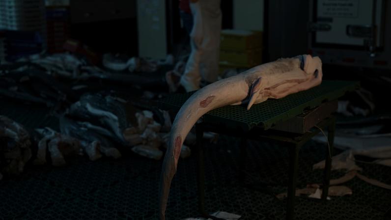 Shark meat is prepared for distribution at CEAGESP in São Paulo city. Image by Philip Jacobson/Mongabay.