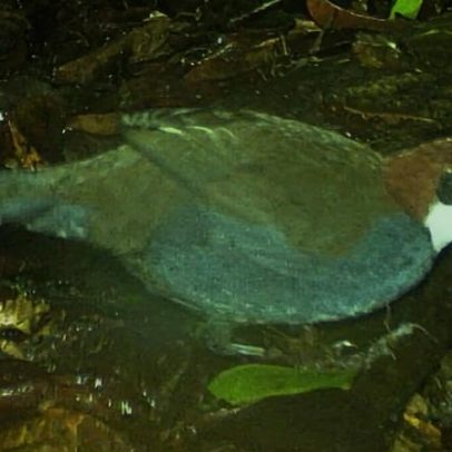 Nova espécie de pássaro-jóia de Papua-Nova Guiné pode estar em perigo