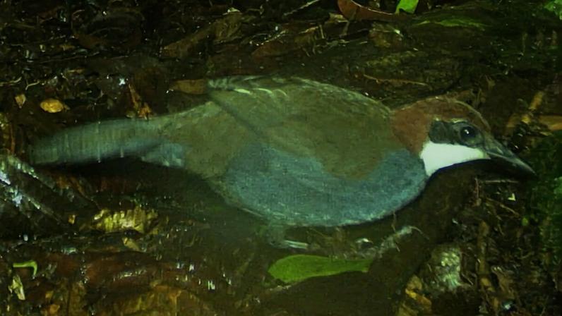 Nova espécie de pássaro-jóia de Papua-Nova Guiné pode estar em perigo