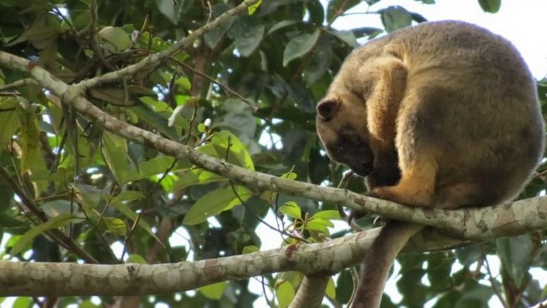 Lumholtz tree kangaroo, a species native to Queensland, Australia.
