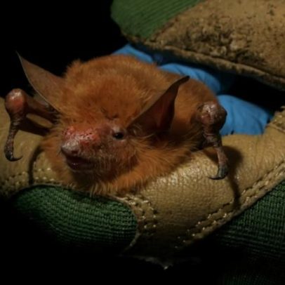 Mina de ferro avança em Nimba, Guiné, colocando morcegos raros em risco