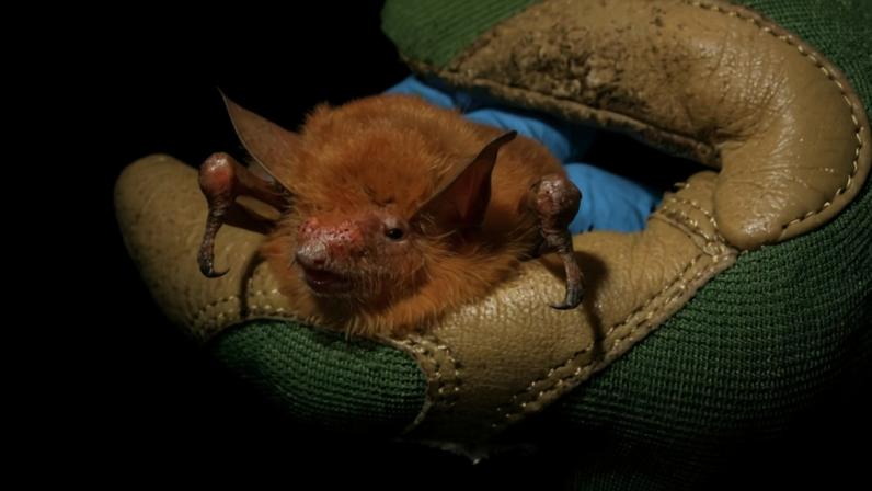 Myotis nimbaensis, shown here, is a new species of bat named for the mountain range in which it is found, the Nimba Mountains in West Africa. Photo © Kendra Snyder / Bat Conservation International.